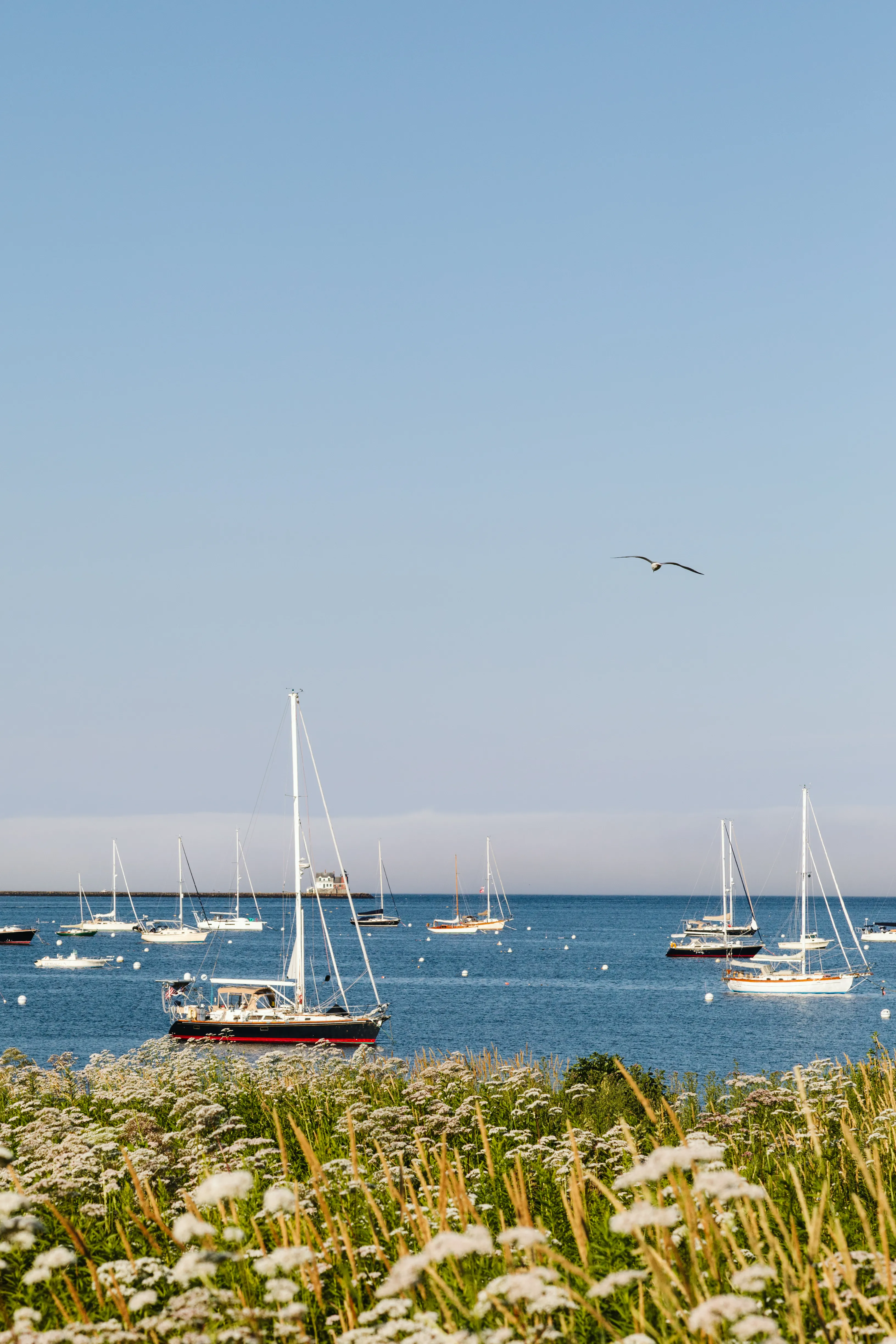 Rockland harbor with sailboats and wildflowers